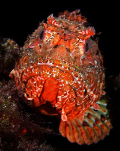 Scorpionfish by Henry Jager 